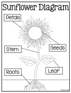 parts of a sunflower labels teaching pinterest first grade Parts of a Loom Diagram sunflower diagram cut and paste freebie!